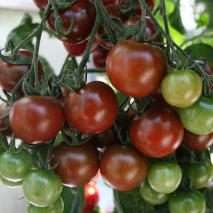Picture of Tomato Sunchocolat F1